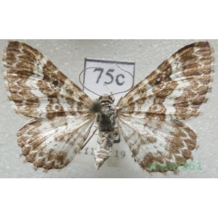 Epirrhoe pupillata (Thunberg, 1788) Slovakia75c